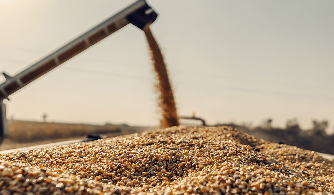 Secagem de grãos: como funciona esse processo?
