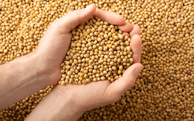 Secagem de grãos: Como a Imtab pode auxiliar você neste processo?