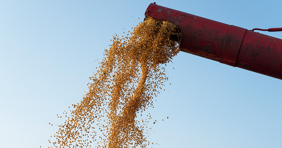 Importância da secagem de grãos após a colheita