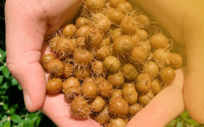 Descubra o potencial do caroço do açaí como biomassa para alimentação de geradores de calor