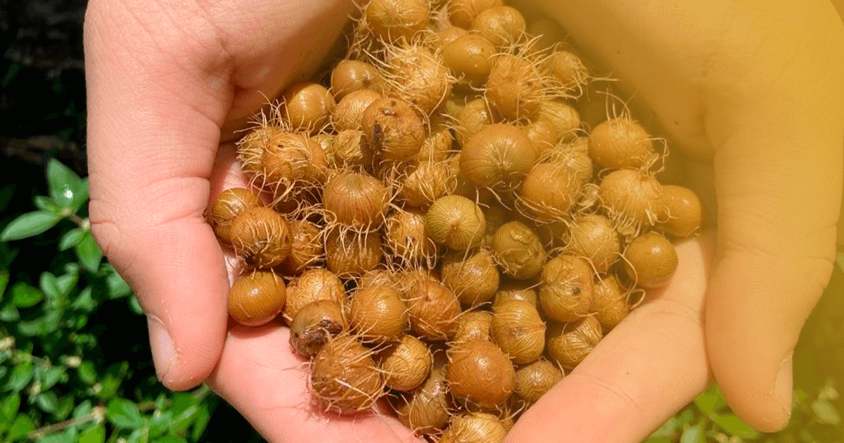 caroco-acai-biomassa